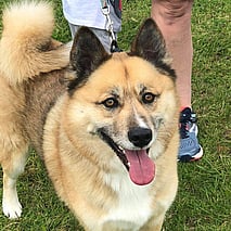 BUY FROM OUR AUCTION PAGE - Click picture to go to our Auction Group, where we have regular auctions with donated items