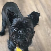 DONATE ITEMS WE NEED - Click picture to contact us and see what we require right now.This might be for the dogs or for raffles/auctions.