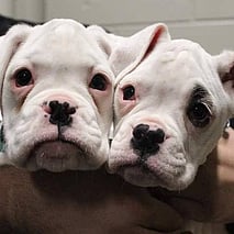 PURCHASE ITEMS IN OUR ONLINE SHOP - Click pic and buy items so you can not only represent CDRRNZ, but help us raise money too.