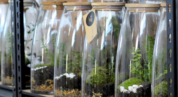 terrariums