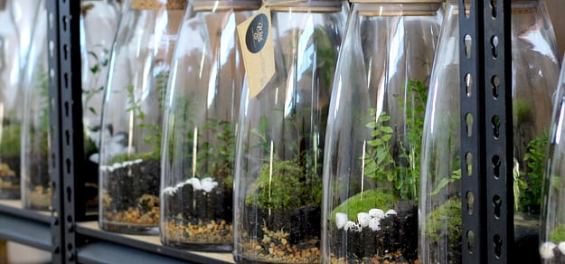 terrariums