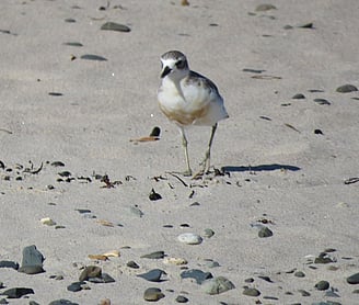 NZ dotterel