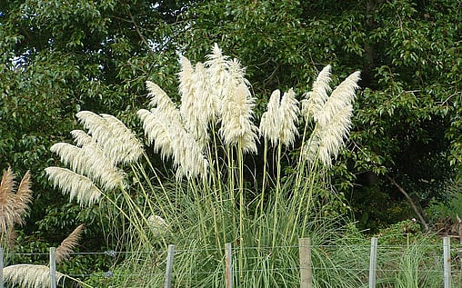 Pampas (South American weed)