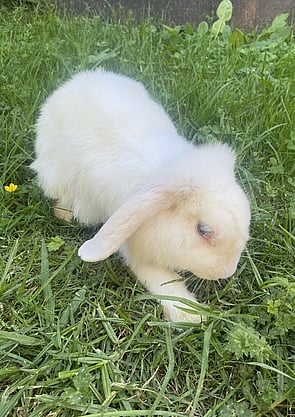 SNOWFLAKE - Available now