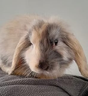 SNICKERS - Ready for new home now