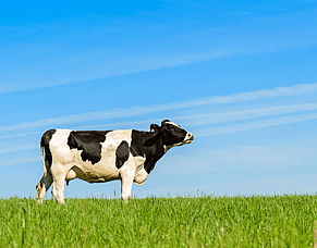 Cows getting tick'ed off this season?&nbsp;