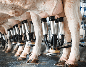 Managing high cell counts ahead of dry-off&nbsp;