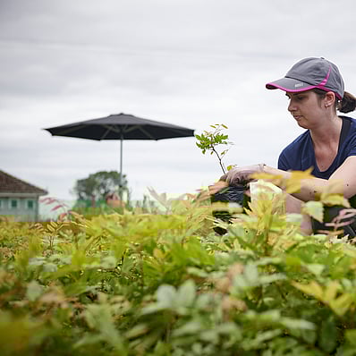 Contact Hodderville Plant Nursery for all your plant needs