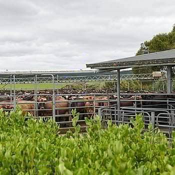 Hodderville Farms in South Waikato
