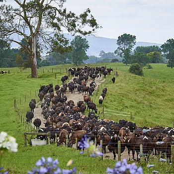 Hodderville Farms in South Waikato