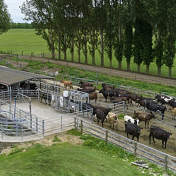Hodderville Farms in South Waikato