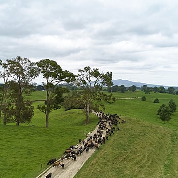 Hodderville Farms in South Waikato