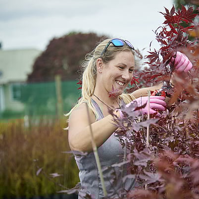 The team at Hodderville Plant Nursery can help you will all your plant needs