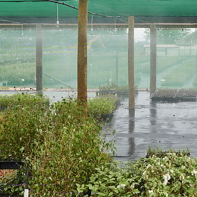 Looking for a specific plant? Hodderville Plant Nursery can help.