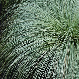 Hodderville Nursery has a range of Grasses for sale