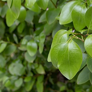 Hodderville Nursery has a range of Hedges for sale