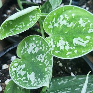 Cant find the plant your are looking for, contact Hodderville Plant Nursery today