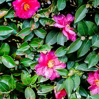 Hodderville Nursery has a range of Trees for sale