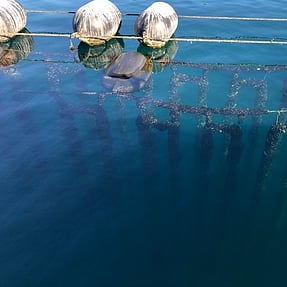 Mediterranean Fan Worm Removal