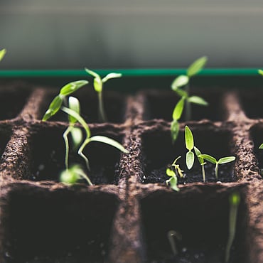 seedlings in biochar growing media for transplanting