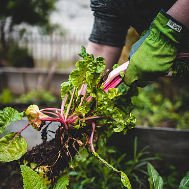 biochar rhizosheath around silverbeet