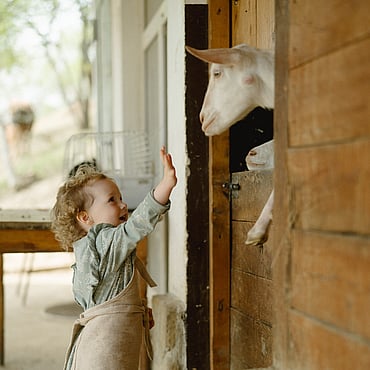 next generation toddler patting a goat in a barn