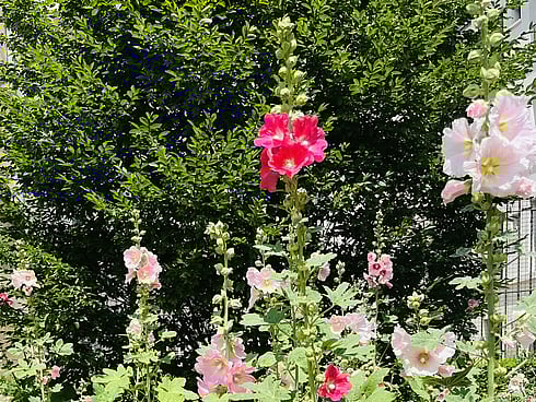 Affordable cheap wedding ceremonies in New Zealand at a wedding venue for groups of 40 people