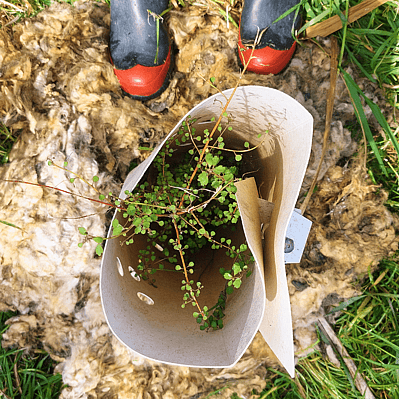 Birds eye view of gumboots standing by a native plant surrounded by sheep dags