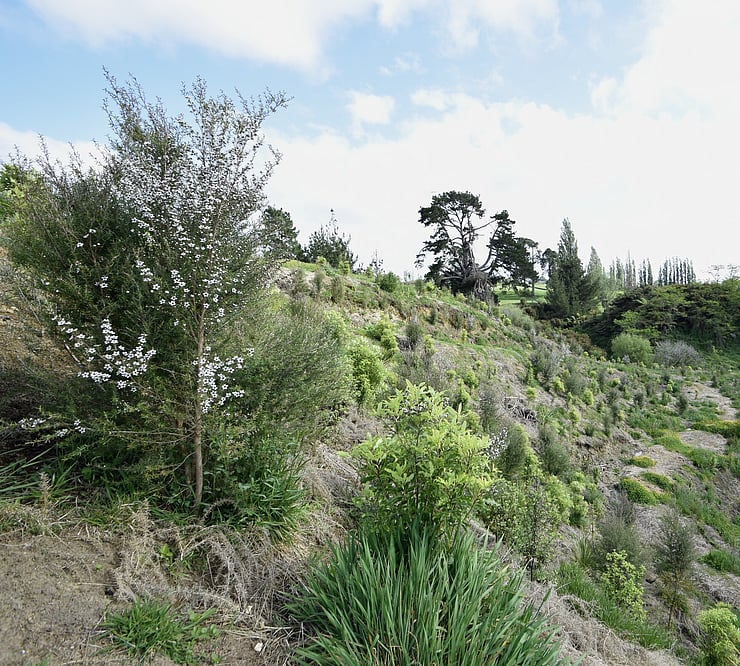 native planting in retired gully, Cambridge New Zealand