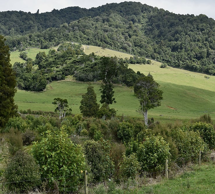 native planting on main waterway system through farmland, Maungatautari, Waikato