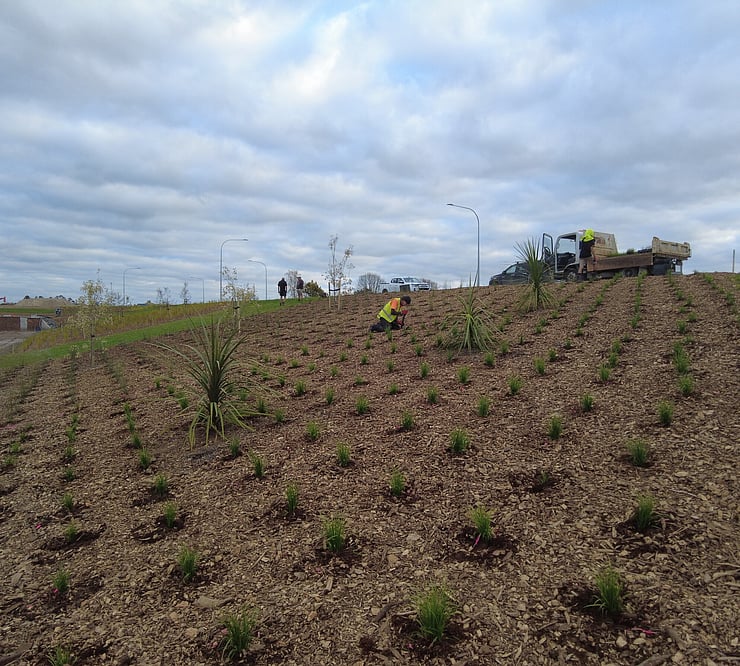 Civil landscaping and native planting along swale in new subdivision