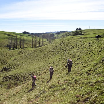 spot spraying a gully prior to planting, Maungatautari, Waikato
