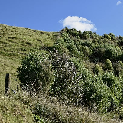 custom and quality landscaping in Cambridge, Waikato