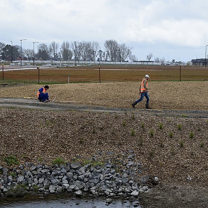 civil planting along swale in residential development, Waikato