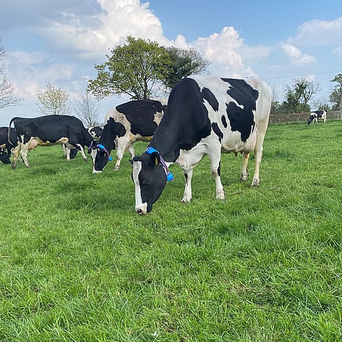 AfiCollar Suppliers Waikato - Ace Electrical