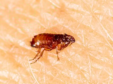 Fleas in your home and carpets? Get Peninsula Pest in to deal with pest control