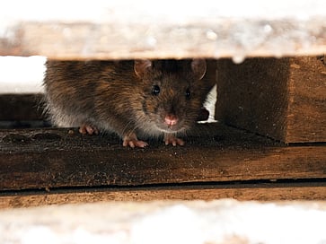 Mice and rats are a nuisance and carry disease. Peninsula Pest will control, trap and exterminate any rodent invasions in your home or workplace.