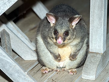 Serious pests need serious control - Whitianga, Thames, Matarangi, Pauanui and Coromandel region serviced by Peninsula Pest.