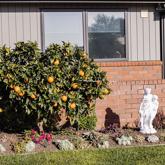 Orange tree in front of house at Eventide Retirement Village