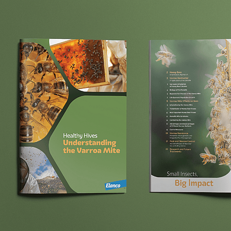 Brochure Cover Design for Bee Health