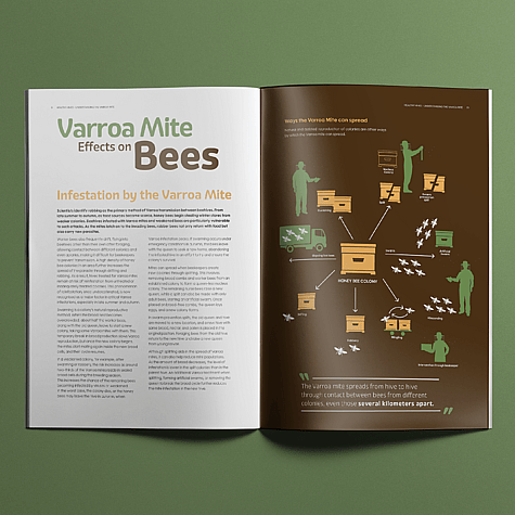 Double page spread for brochure design with full page infographic about bees.