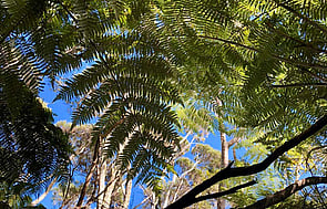 Te Reo Māori Mangawhai