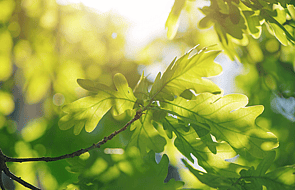 Te Awatea Wellbeing Programme