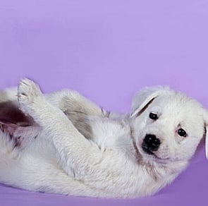 How to crate train your puppy?