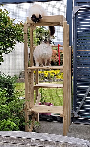 Cat Platform Playground
