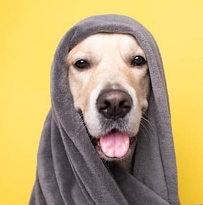 Use crate and cover to reduce dog anxiety