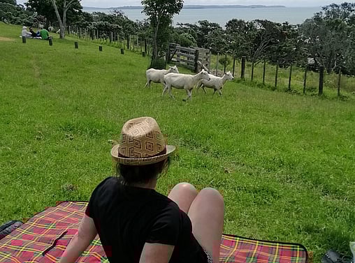 Omana Farm Park | Auckland