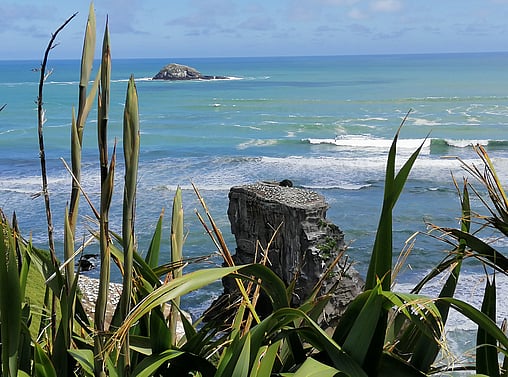 Muriwai Beach | Gannet Colony | West Coast, AUCKLAND