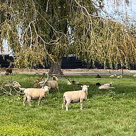 Te Awa Lifecare Village - working farm with cows and sheep