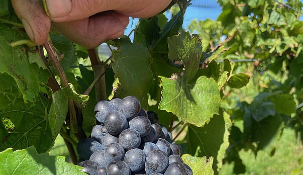 Why diversity pays dividends in winemaking